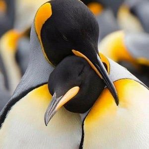 Meet your Posher, Toni